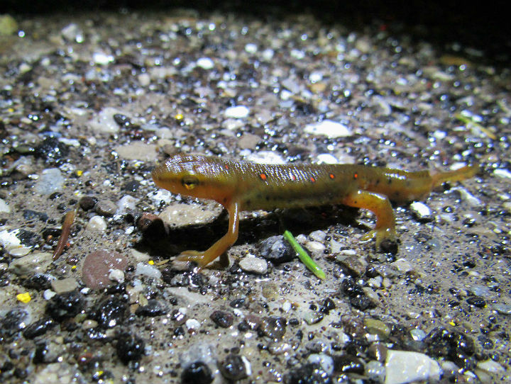 Red-spotted Newt